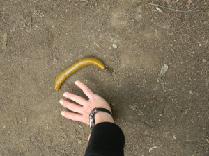 Emily with Banana Slug, (Ariolimax californicus)
