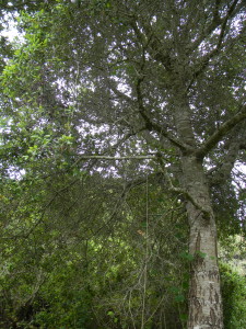 California Live Oak (Quercus agrifolia) 
