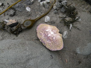 flotsam on Muir Beach (kelp float, crab shell and the remains of "by-the-wind sailors" (Velella velella), a jellyfish
